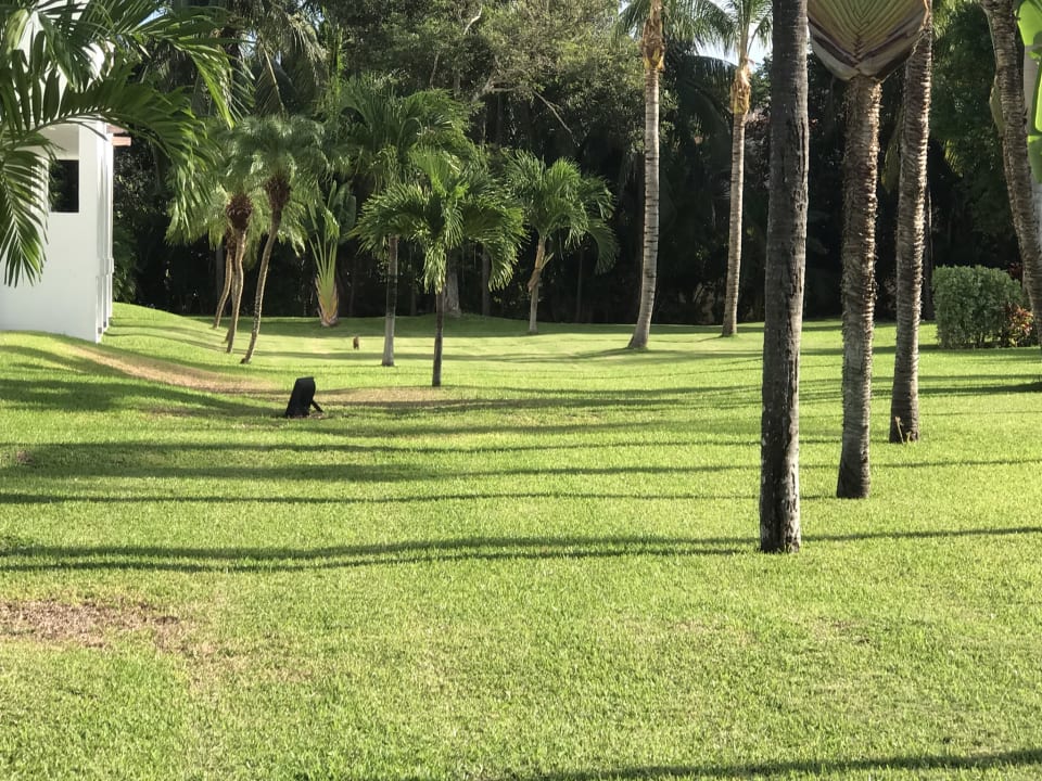 Gartenanlage Hotel Riu Palace Mexico