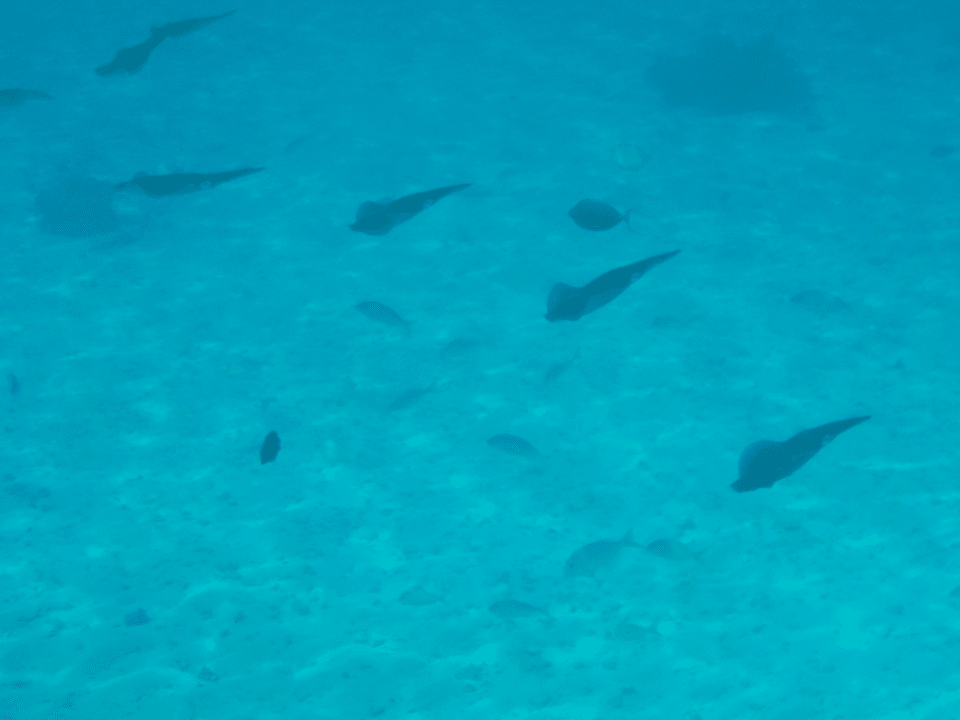 Strand Mövenpick Resort El Quseir