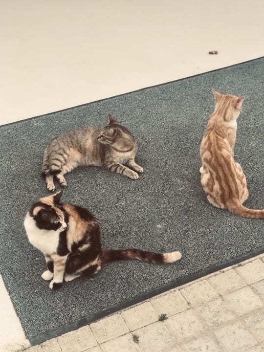 Sonstiges Corissia Beach Hotel