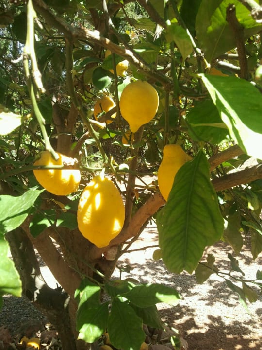 Garten Fincahotel Son Baro