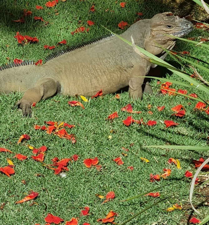 Gartenanlage Hotel Viva Dominicus Palace by Wyndham-All Inclusive Resort