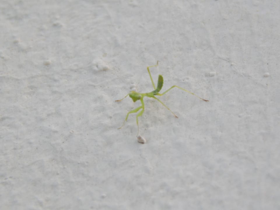 Strand Pickalbatros Citadel Resort