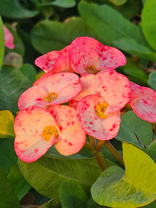 Gartenanlage Pickalbatros Laguna Vista Hotel