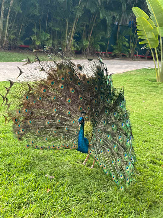 Gartenanlage Iberostar Waves Tucan