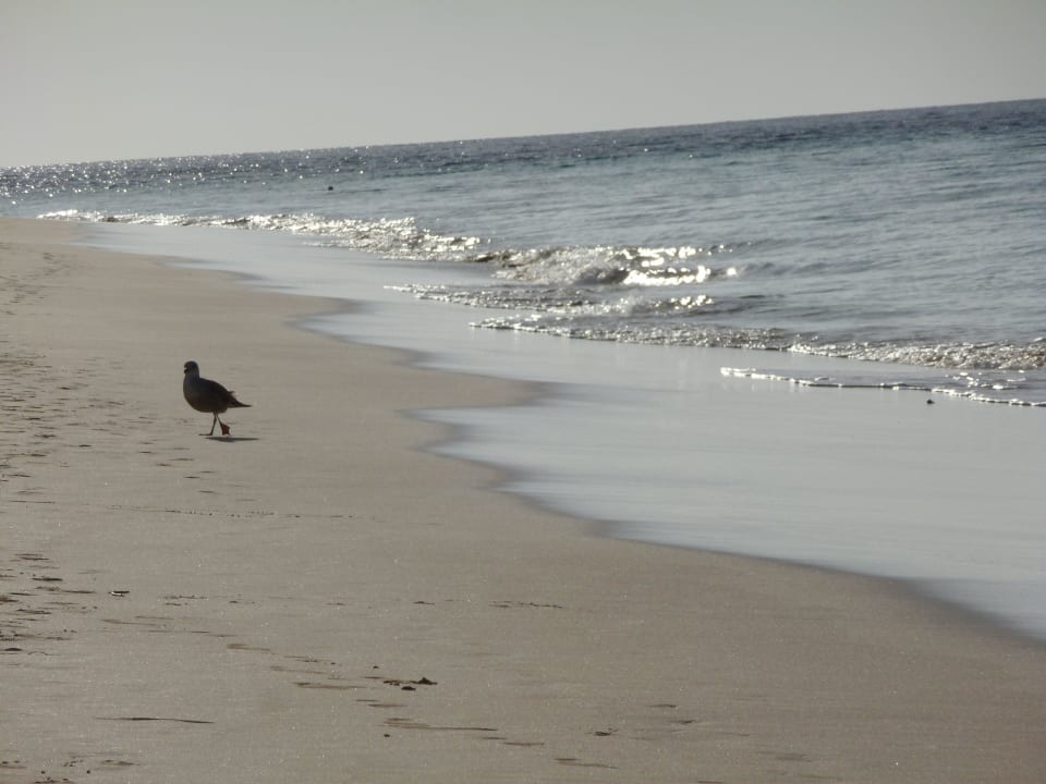 Strand or dem Hotel Hotel Riu Palace Jandia