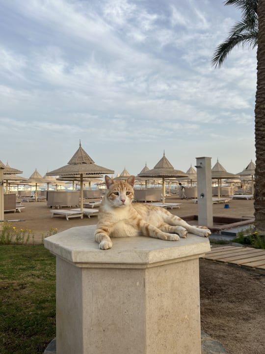 Strand The Grand Hotel Hurghada