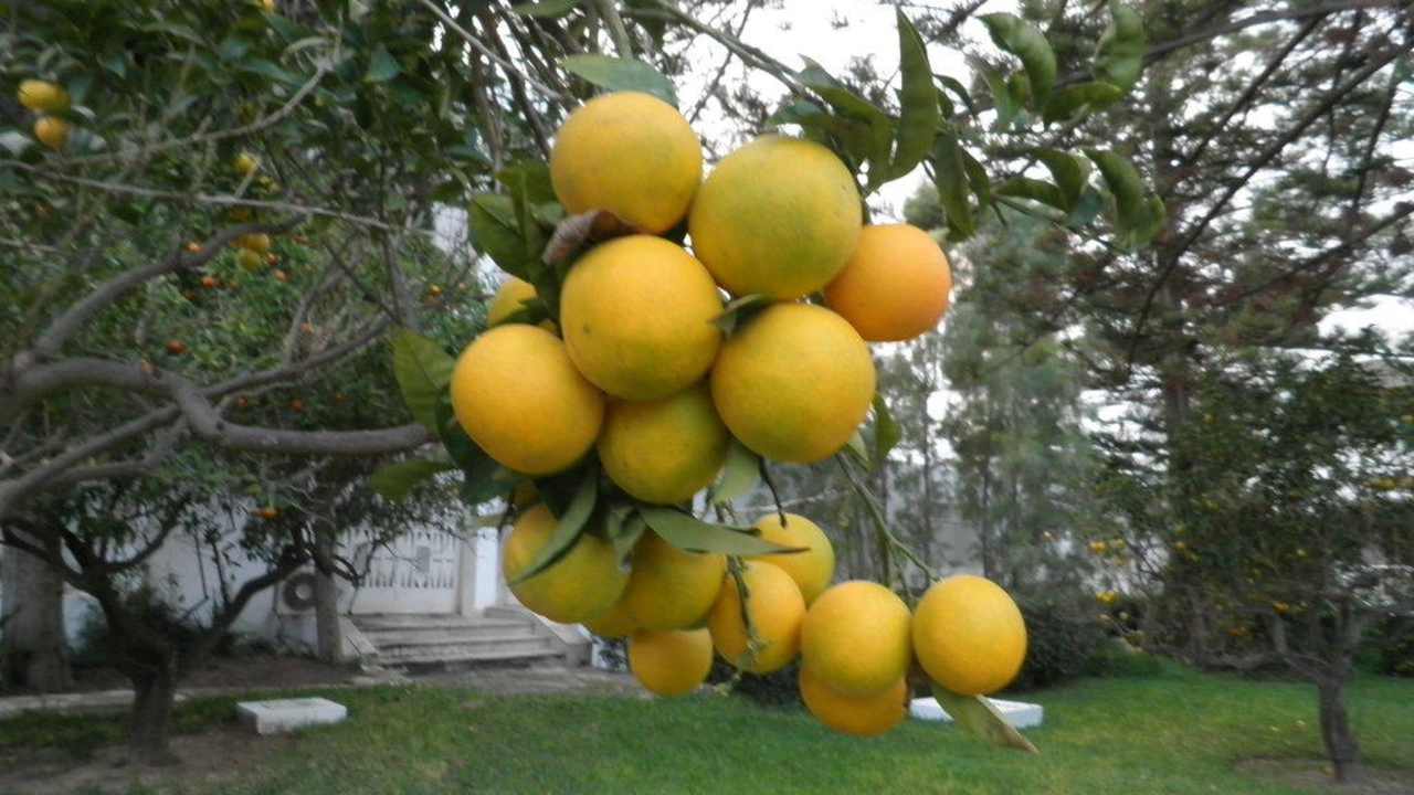 Orangentrauben The Orangers Beach Resort and Bungalows