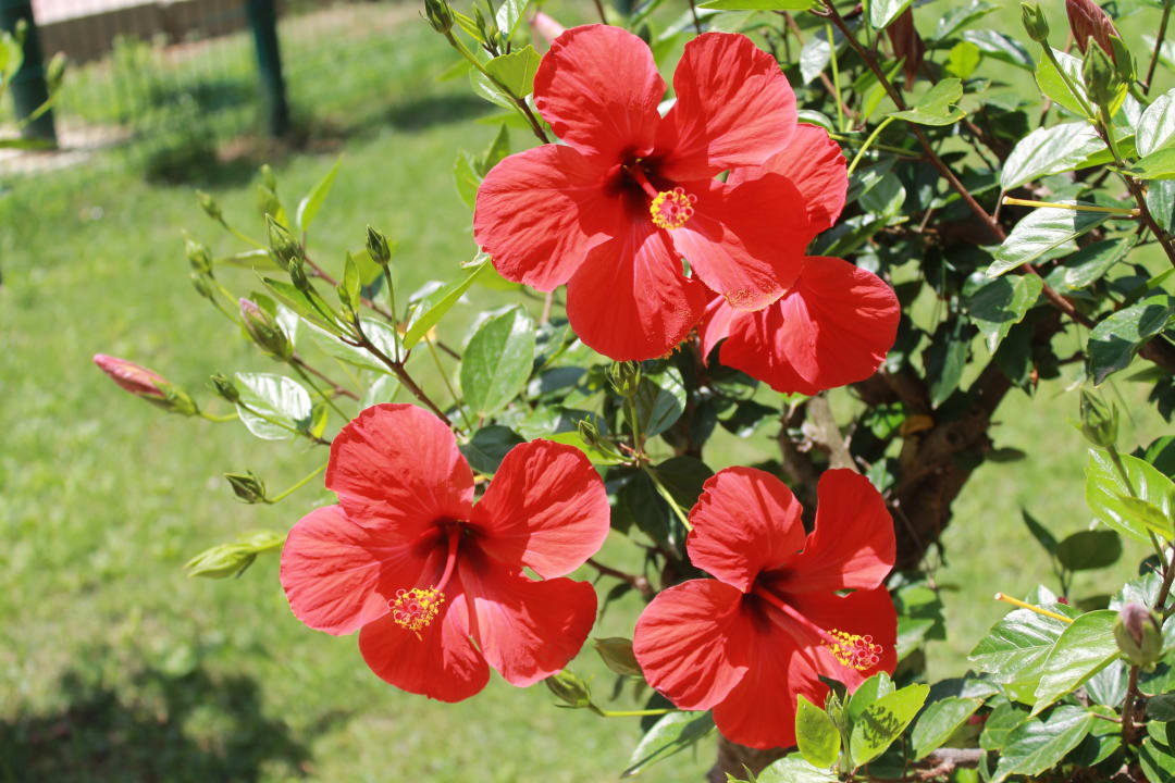 Gartenanlage VONRESORT Golden Beach