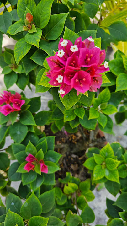 Gartenanlage Thulhagiri Island Resort