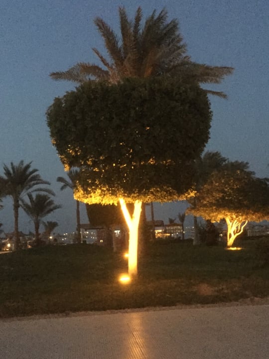 Gartenanlage Desert Rose