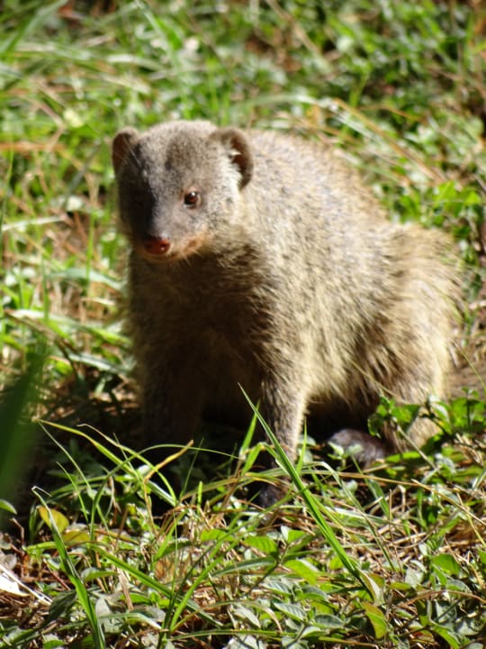 Gartenanlage Aruba-Mara Camp