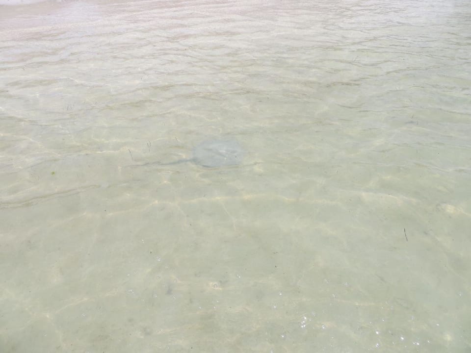 Kleiner Stachelrochen Hotel Villas Flamingos