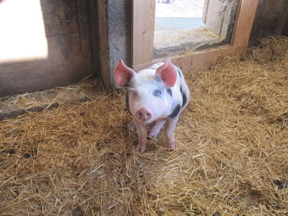 Im Schweinestall Glinzhof Mountain Natur Resort Agriturismo