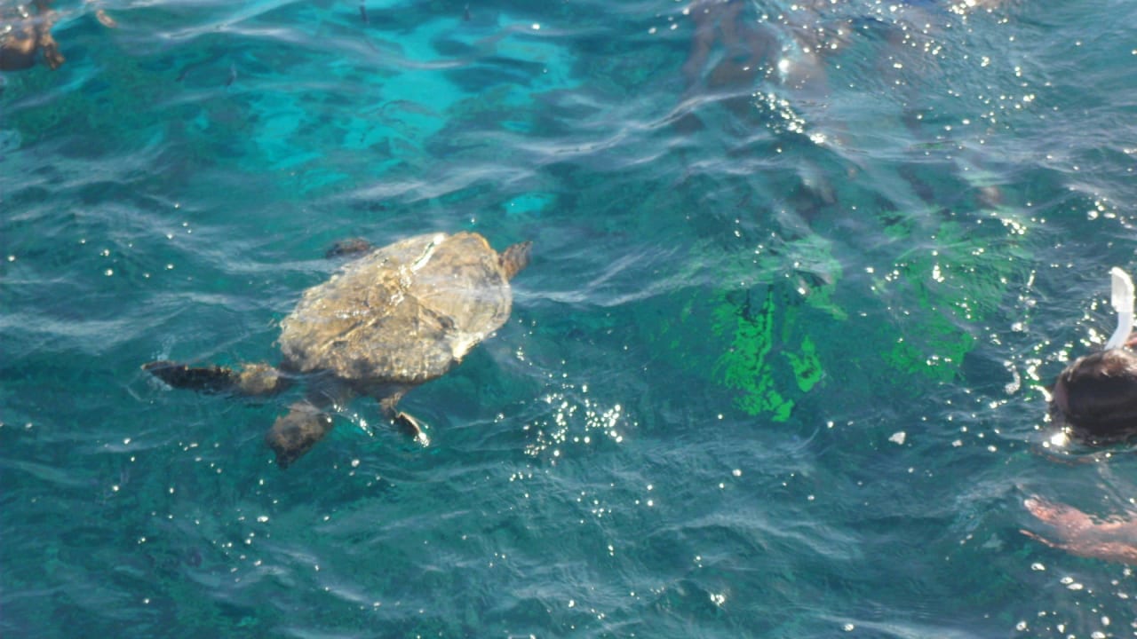 Черепаха Panorama Bungalows Resort El Gouna