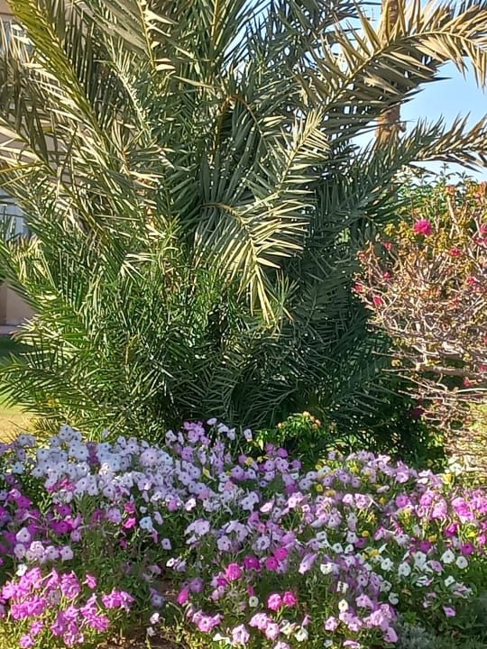 Gartenanlage Cleopatra Luxury Resort Makadi Bay