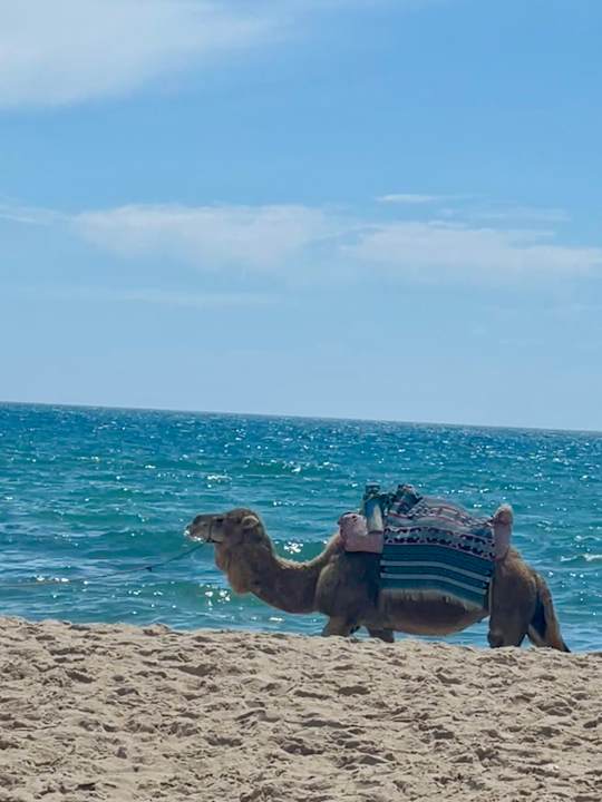 Strand Hotel Royal Nozha