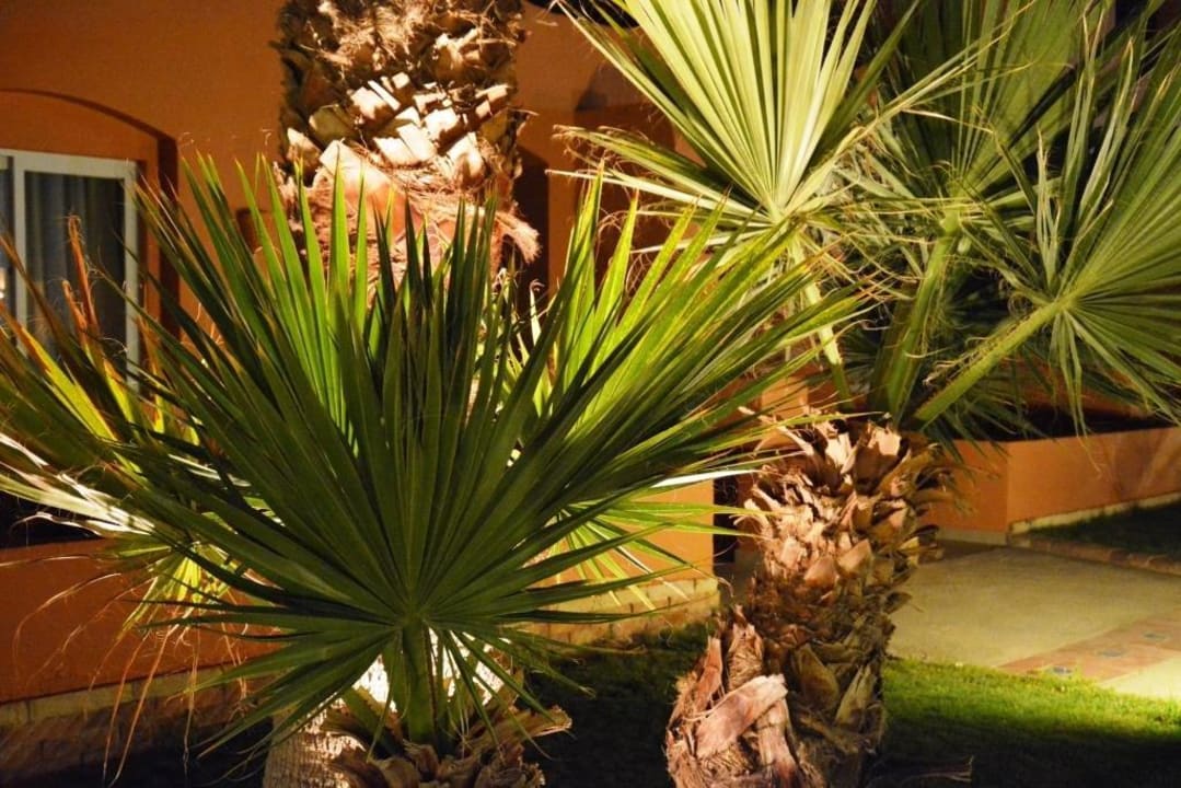 Gartenanlage bei Nacht Jaz Makadi Oasis Resort