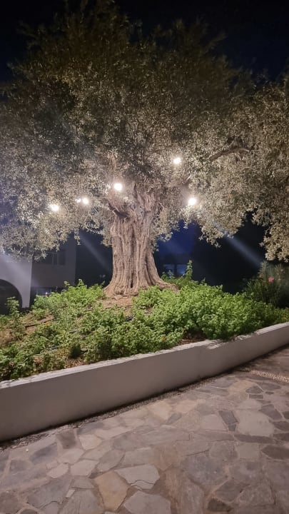 Gartenanlage alltoura Club Hotel Porto Angeli Beach Resort