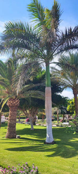 Gartenanlage Desert Rose