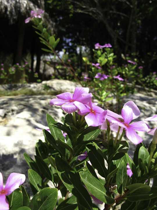 Blüten überall Sandos Caracol Eco Resort