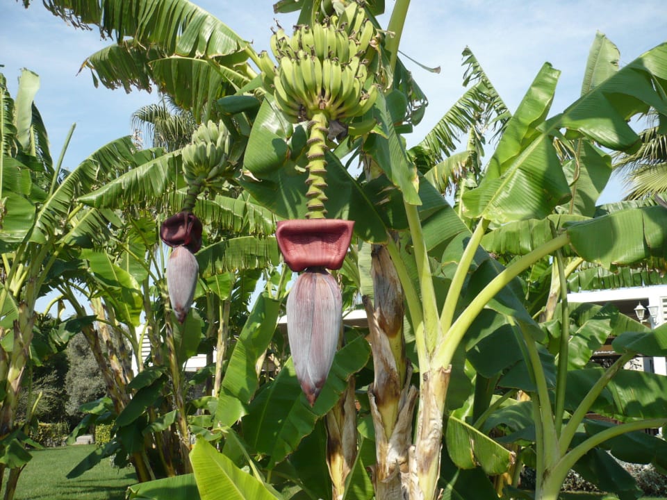 Bananen Susesi Luxury Resort