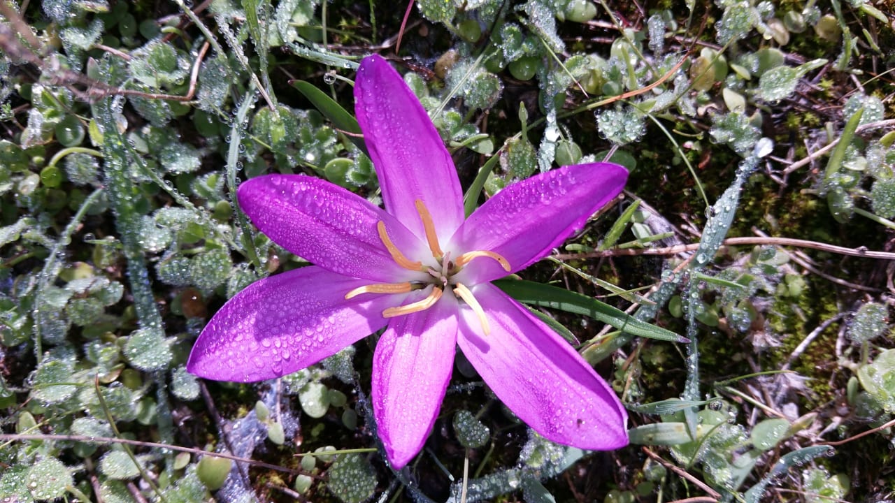 Gartenanlage allsun Hotel Bahia del Este
