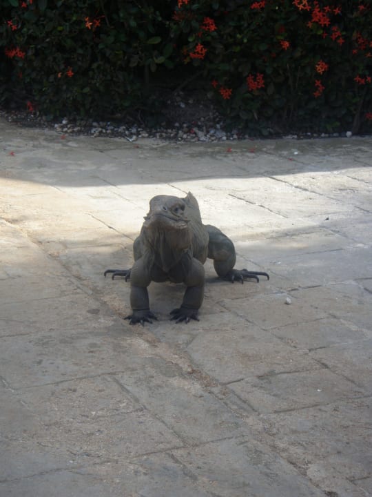 Pedro der Leguan Hotel Viva Dominicus Palace by Wyndham-All Inclusive Resort