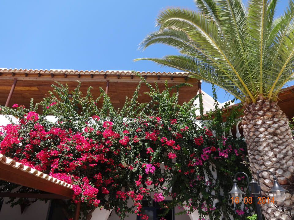 Piękne kwiaty Lagas Aegean Village