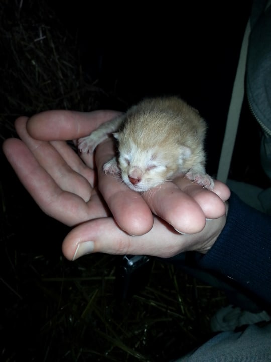 Baby Katzen Ferienhof Röhling