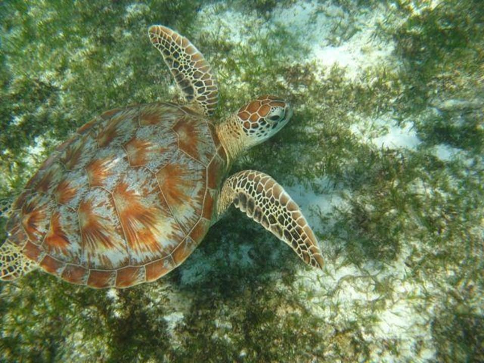 Suppenschildkröte Kuredu Island Resort & Spa