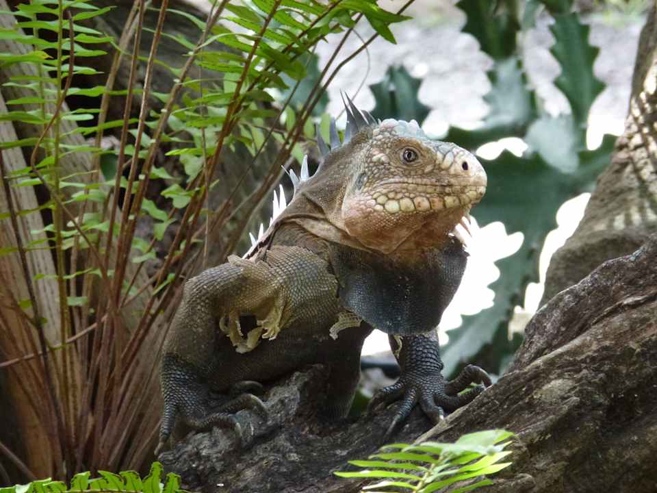 Leguan im Baum Hotel Sunset Bay Club