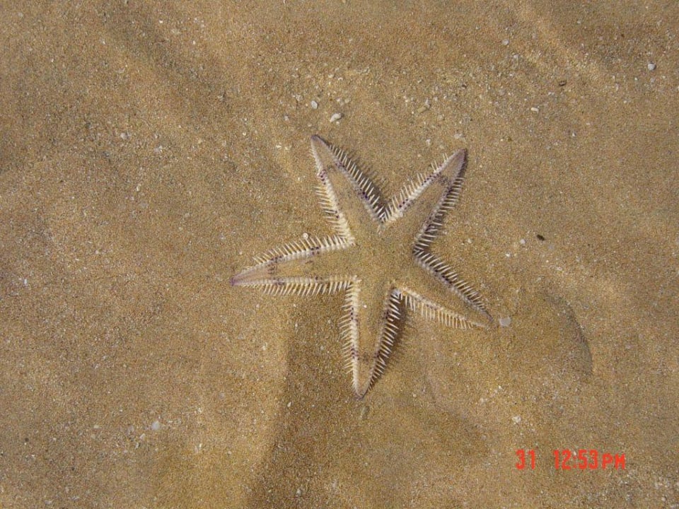 Seestern BM Beach Resort