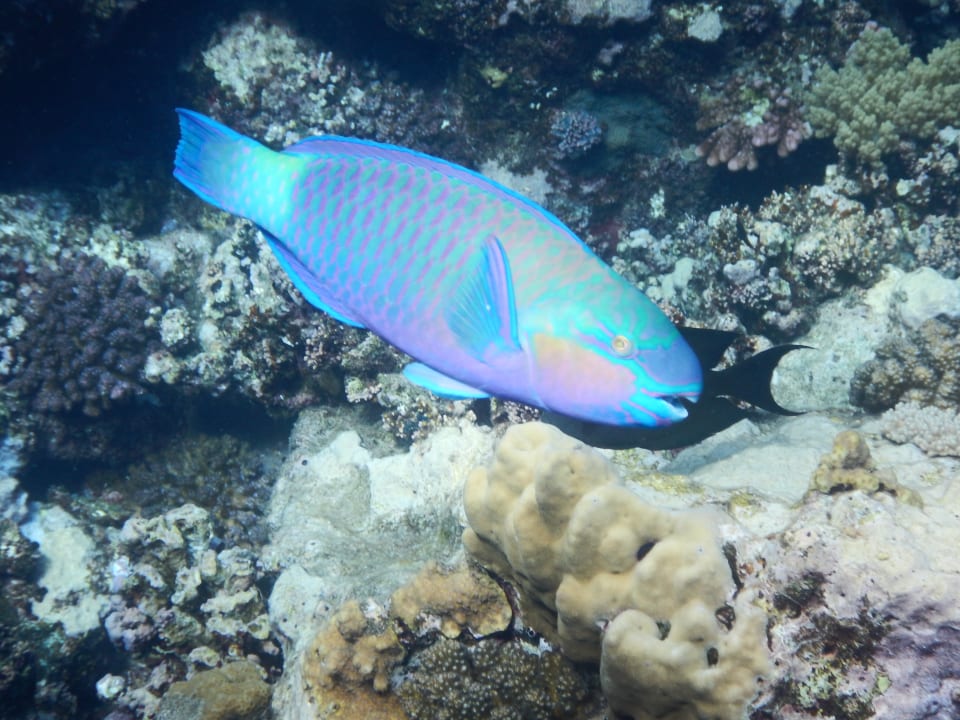 Sport & Freizeit Steigenberger Coraya Beach - Adults only