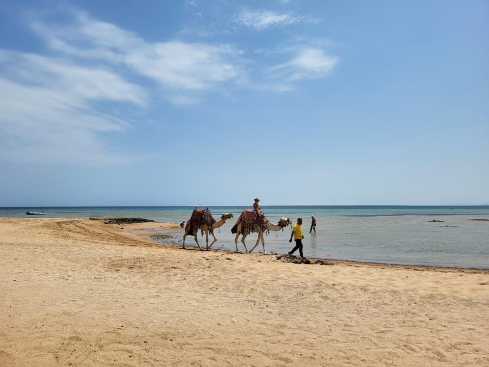 Strand Shams Prestige Abu Soma-Adults Only