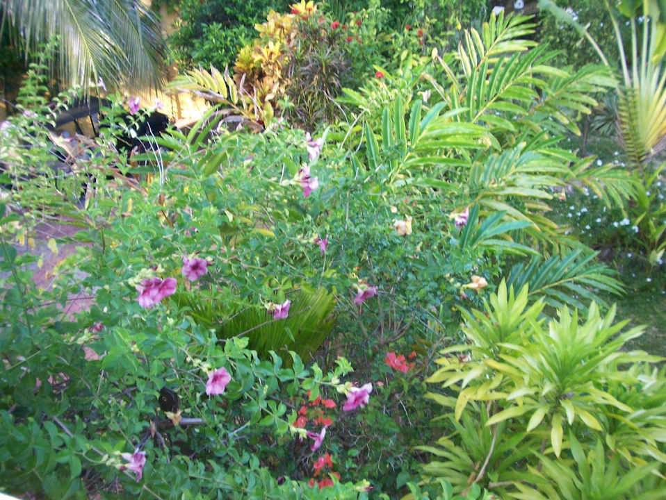 Blick in den Garten Villa Dorado