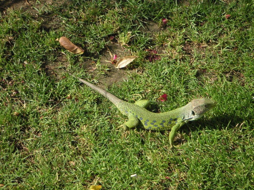 "Haustier" im Garten des Hotels Hotel Playa de la Luz
