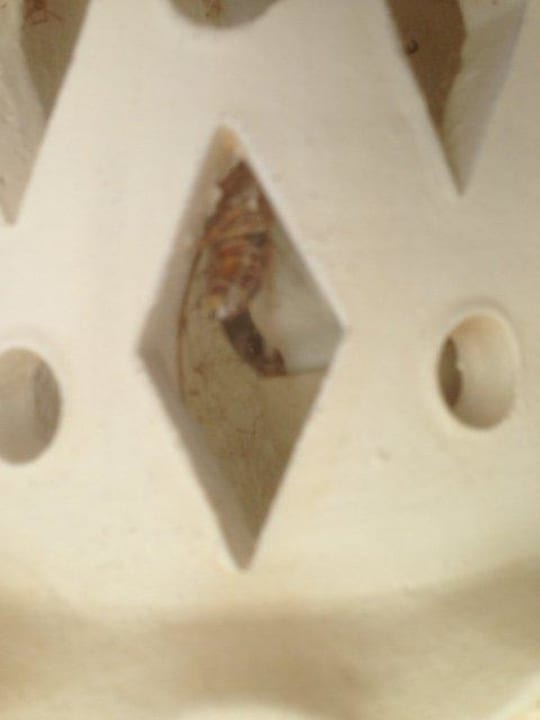 Tote Insekten am Eingang Hotel Vila Senhora da Rocha