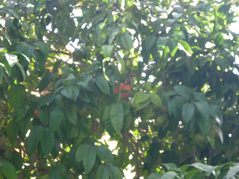 Orangenbaum Hotel Sirma