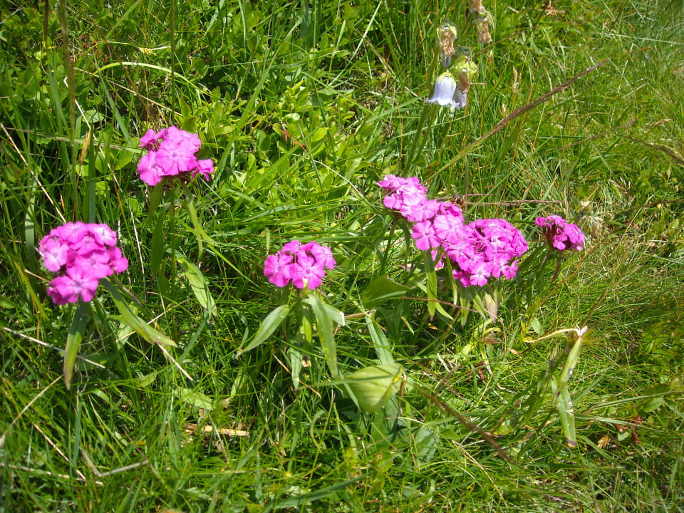 Gartenanlage Pension - Appartement Kristall