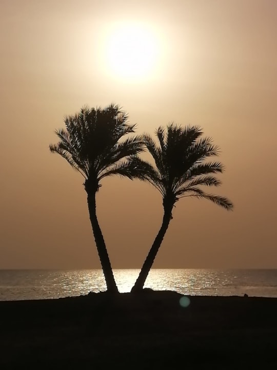 Ausblick Malikia Resort Abu Dabbab