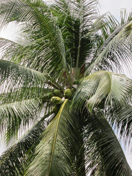 Palme im Hotel Seahorse Resort & Spa