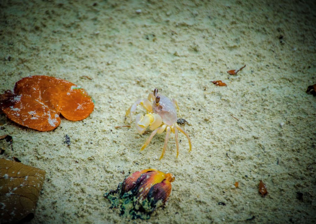 Krebs Kuredu Island Resort & Spa