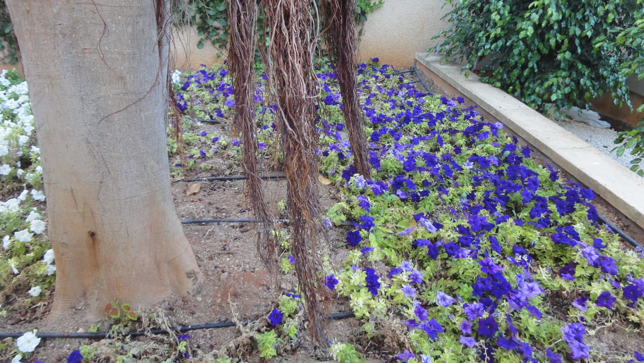 Alles blüht Hipotels Mediterraneo Club