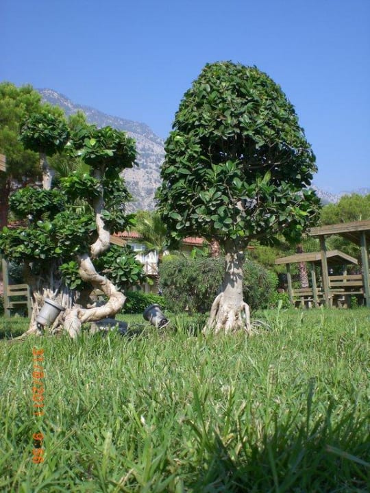 Garten Crystal Flora Beach Resort