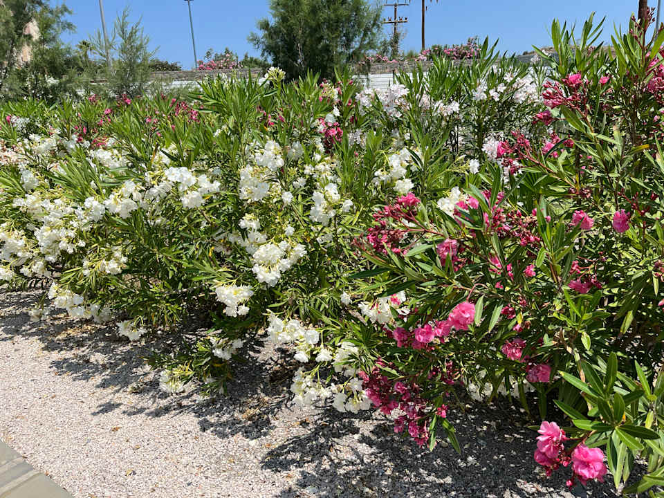 Gartenanlage Boutique 5 Hotel & Spa - Adults only