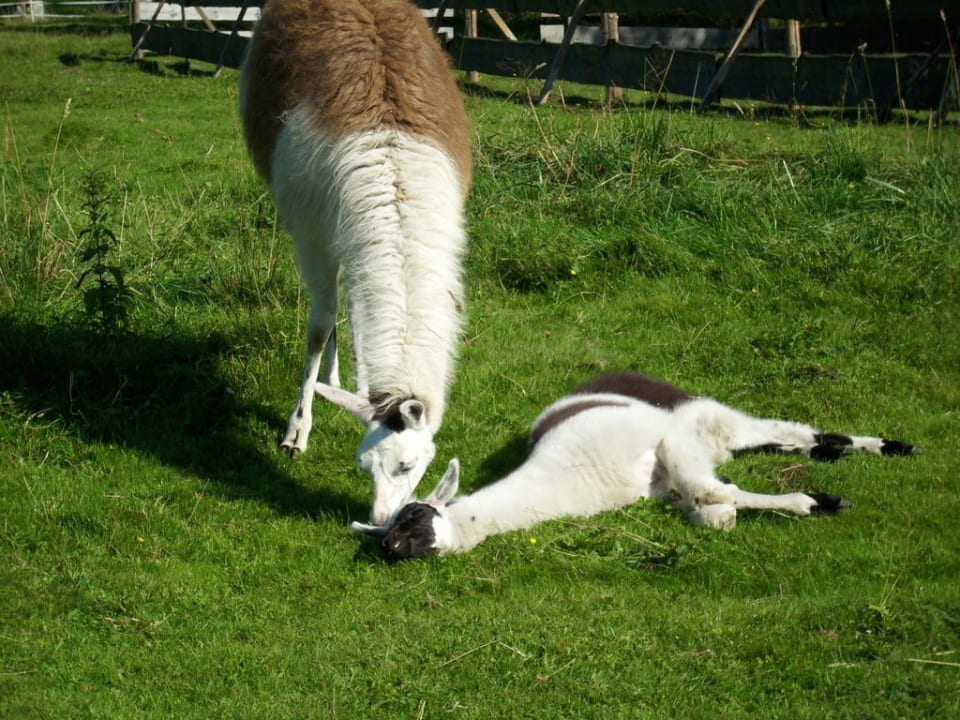 Tiere Hotel Alte Schleiferei