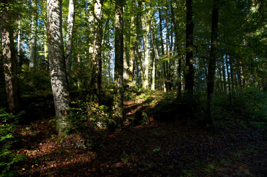 Ein Wäldchen umsäumt die herrliche Hotelanlage Alm- & Wellnesshotel Alpenhof