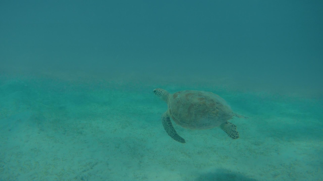 Sport & Freizeit Hotel Gorgonia Beach Resort