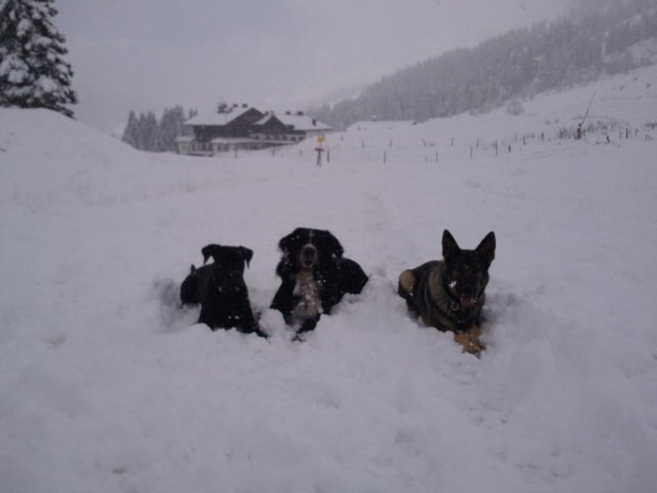 Nala; Rocky; Enja Berghotel Arthurhaus