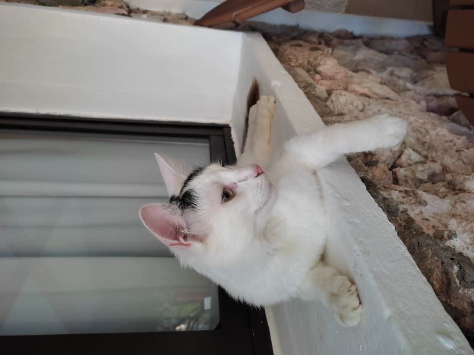 Zimmer Hotel Viva Dominicus Beach by Wyndham - All Inclusive Resort